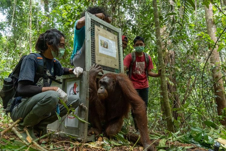 Balai Konservasi Sumber Daya Alam (BKSDA) Kalimantan Barat (Kalbar) bersama Yayasan Inisiasi Alam Rehabilitasi (IAR) Indonesia melepasliarkan lima individu orangutan di Taman Nasional Bukit Baka Bukit Raya (TNBBBR). Kelima individu orangutan yang dilepasliarkan terdiri dari tiga individu jantan bernama Jacky, Beno, dan Puyol, serta dua individu betina bernama Oscarina, dan Isin.