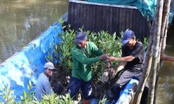 KTH Bakau Lestari Bisa Cuan dari Menanam Mangrove di Jambi
