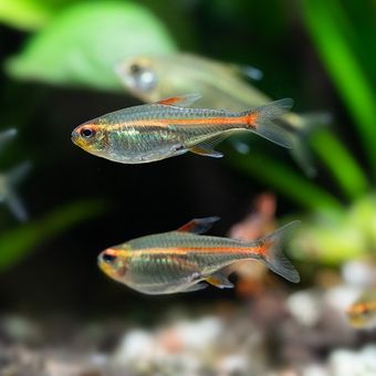 Ilustrasi ikan neon tetra jenis Glowlight Tetra.