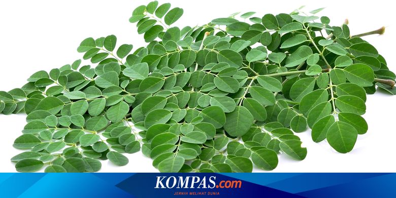 Superfood Daun Kelor Terbukti Punya Segudang Khasiat Untuk Kesehatan Halaman All Kompas Com