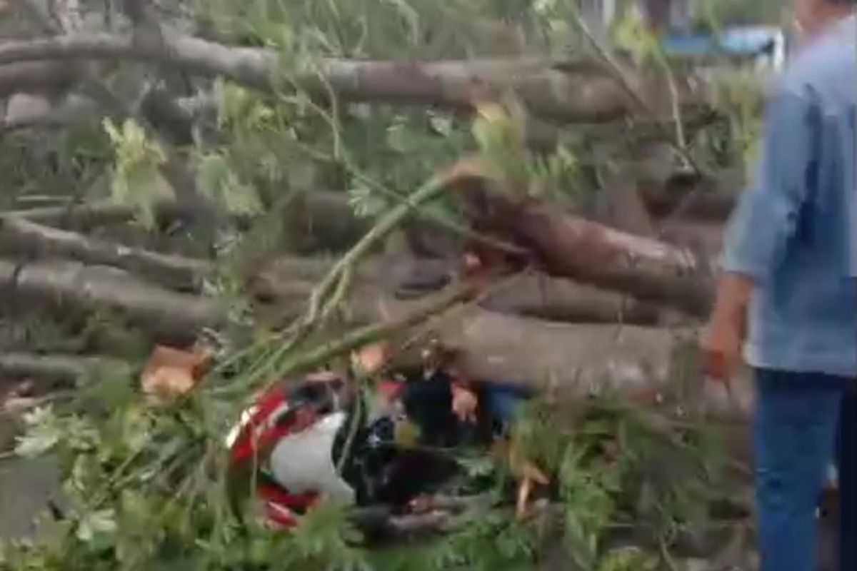 Seorang ibu rumah tangga (IRT) di Kabupaten Gowa, Sulawesi Selatan tewas tertimpa pohon randu. Selasa, (12/11/2024).