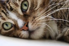 Hidung Kucing Basah, Normalkah atau Perlu Khawatir?