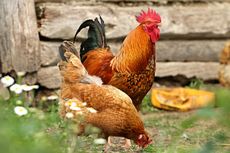 6 Manfaat Memelihara Ayam di Kebun, Bisa Bantu Bunuh Gulma