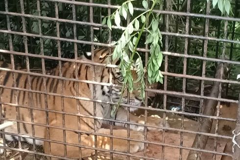 Harimau yang Ditangkap di Semede Jalani Pemeriksaan Dokter di Lampung