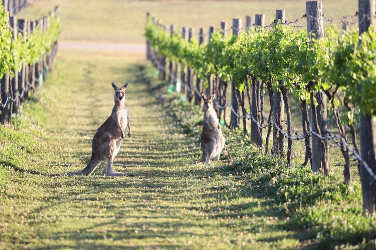 Kanguru di antara kebun anggur di kawasan Hunter Valley, New South Wales, Australia. Inilah salah satu surga bagi pencinta anggur.