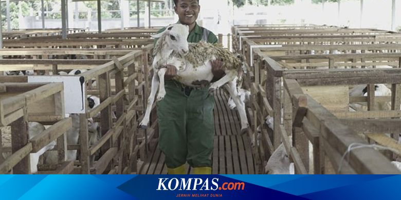 Isnaq Rozaq, Peternak Termuda DD Farm Jateng yang Tekun Gapai Mimpi Jadi Musisi
