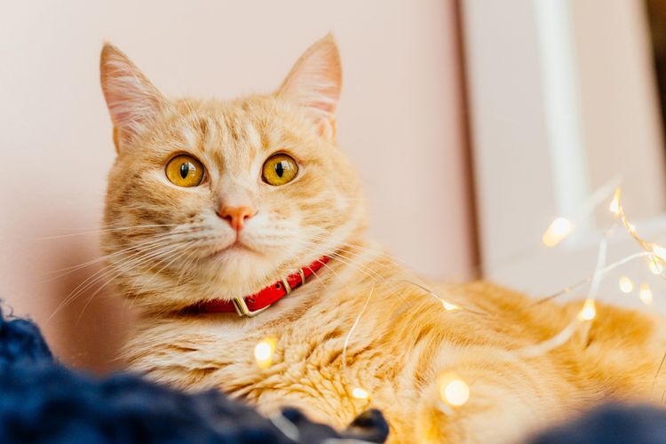Ilustrasi kucing mengenakan kalung, kalung kucing. 
