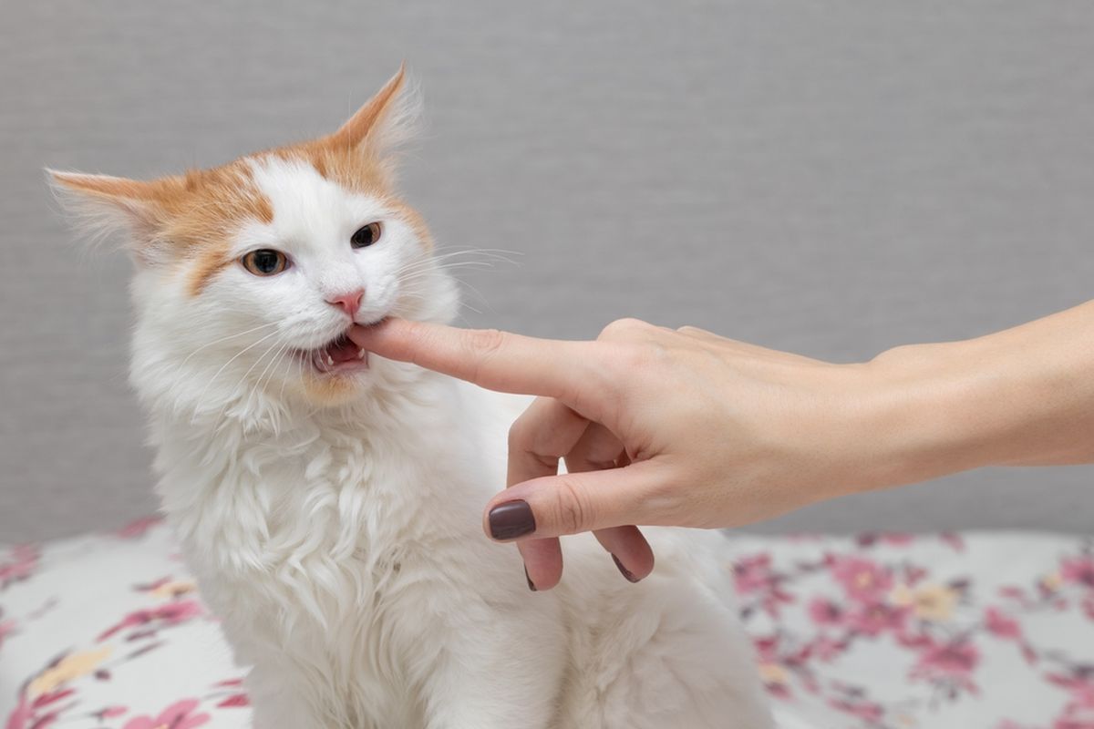 Ilustrasi kucing agresif.