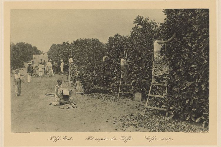 Para perempuan di Hindia Belanda sedang memanen kopi di perkebunan. 