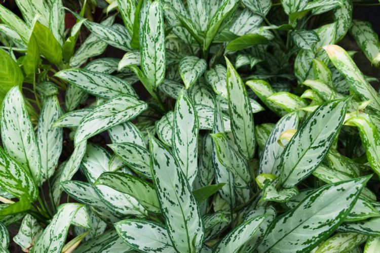 Chinese Evergreen