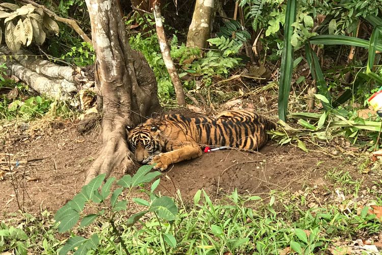 Dua Harimau Masih Berkeliaran, Warga Pasaman Dilarang ke Kebun Sendirian Sore Hari