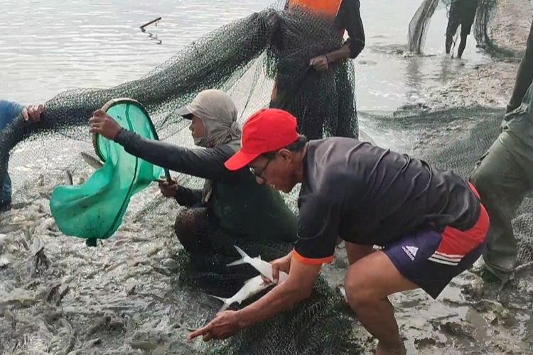 Ketua Petambak Ikan Bandeng Kali Betik Lestari, Bunyamin Muhamad, menunjuk hasil panen kali pertama setelah lima tahun diterjang rob, di Desa Ambulu Kecamatan Losari Kabupaten Cirebon, Rabu (10/2024). Para petambak merasa sangat bahagia dan penuh syukur atas capaian budidaya tambak ikan bandeng kali ini.