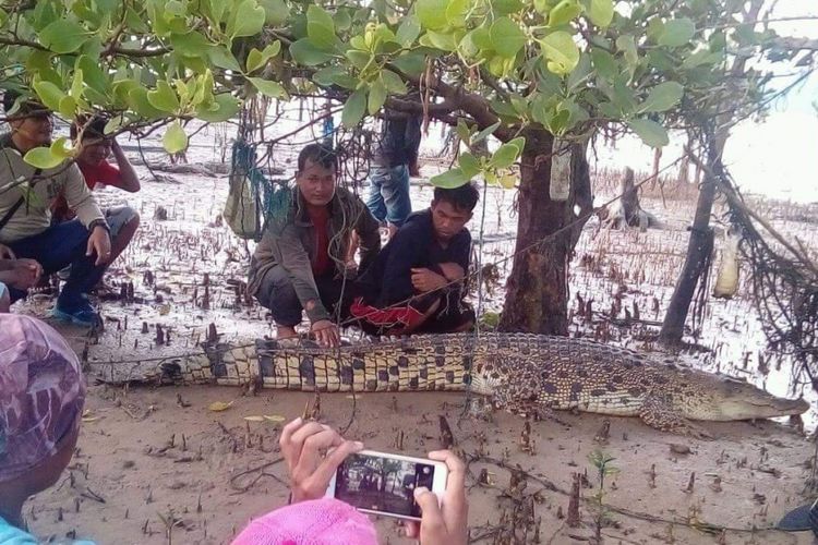 Sejumlah warga Nunukan nekat melakukan swafoto dengan buaya muara liar yang terluka setelah berkelahi dengan sesame buaya pada Januari 2018 lalu.. Eri (20) warga Desa Pembeliangan, Kabuaten Nunukan, menghilang setelah sempat bergelut dengan buaya yang menyerangnya pada Minggu (1/12/2018).