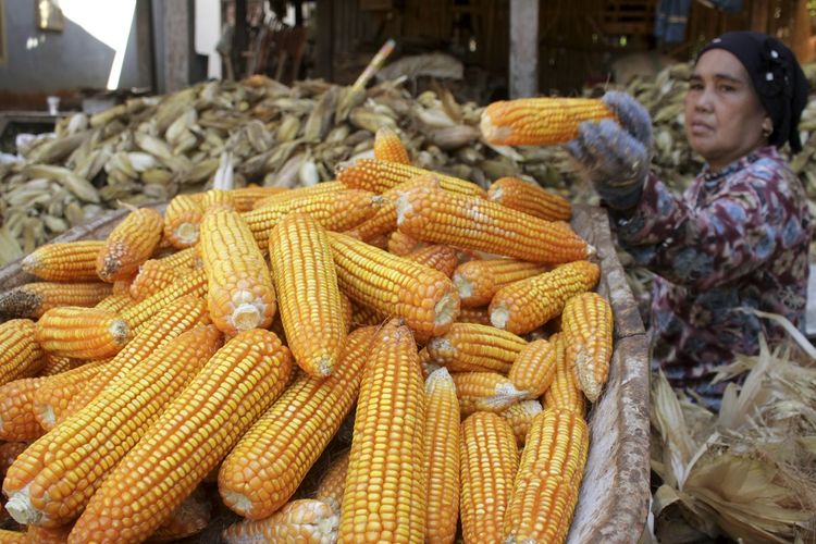 Kementan Dan Kemendag Beda Pendapat Soal Penyebab Kenaikan Harga Jagung