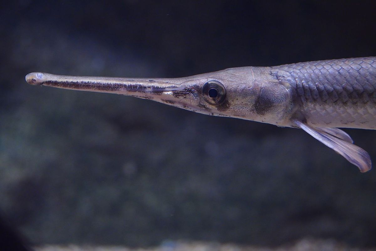 Ikan Longnose gar (Lepisosteus osseus), salah satu ikan predator air tawar yang termasuk nokturnal. Ikan ini aktif mencari mangsa di malam hari.