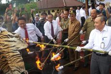 Polisi Masih Kejar Pemasok Kulit Harimau Sumatera