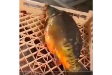 Viral, Video Ikan Masih Menggelepar Setelah Tubuhnya Dibelah Jadi 2, Kok Bisa?