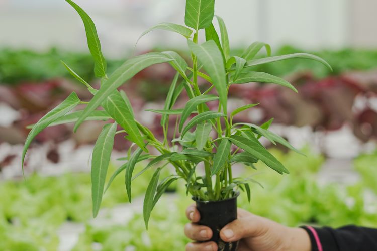 Ilustrasi kangkung, ilustrasi hidroponik.