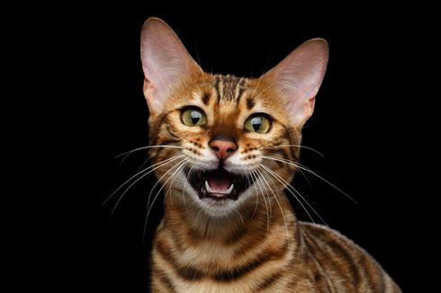 5 Alasan Kucing Sering Mengeong dan Cara Menghadapinya
