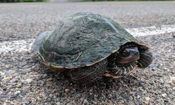 Misteri Ratusan Kura-kura Mati Massal di Kanada, akibat Krisis Iklim?