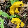 Rahasia Kodok yang Bisa Berubah Jadi Kuning Neon dalam Dua Hari