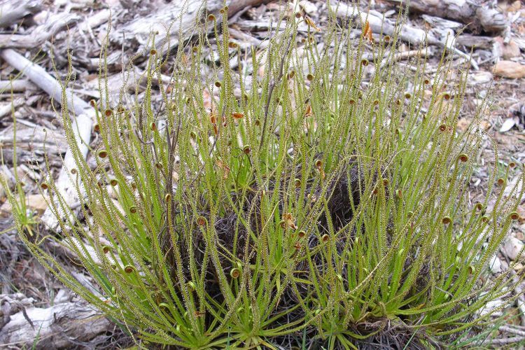 Ilustrasi tanaman dewy pine