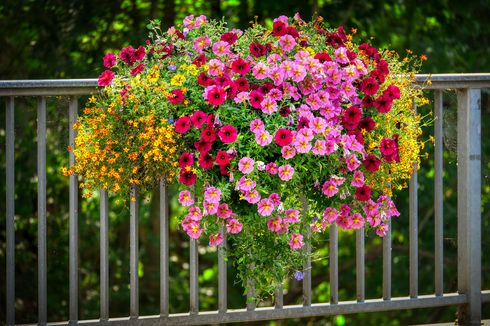 11 Bunga yang Cocok Ditanam di Balkon, Penuh Warna dan Wangi