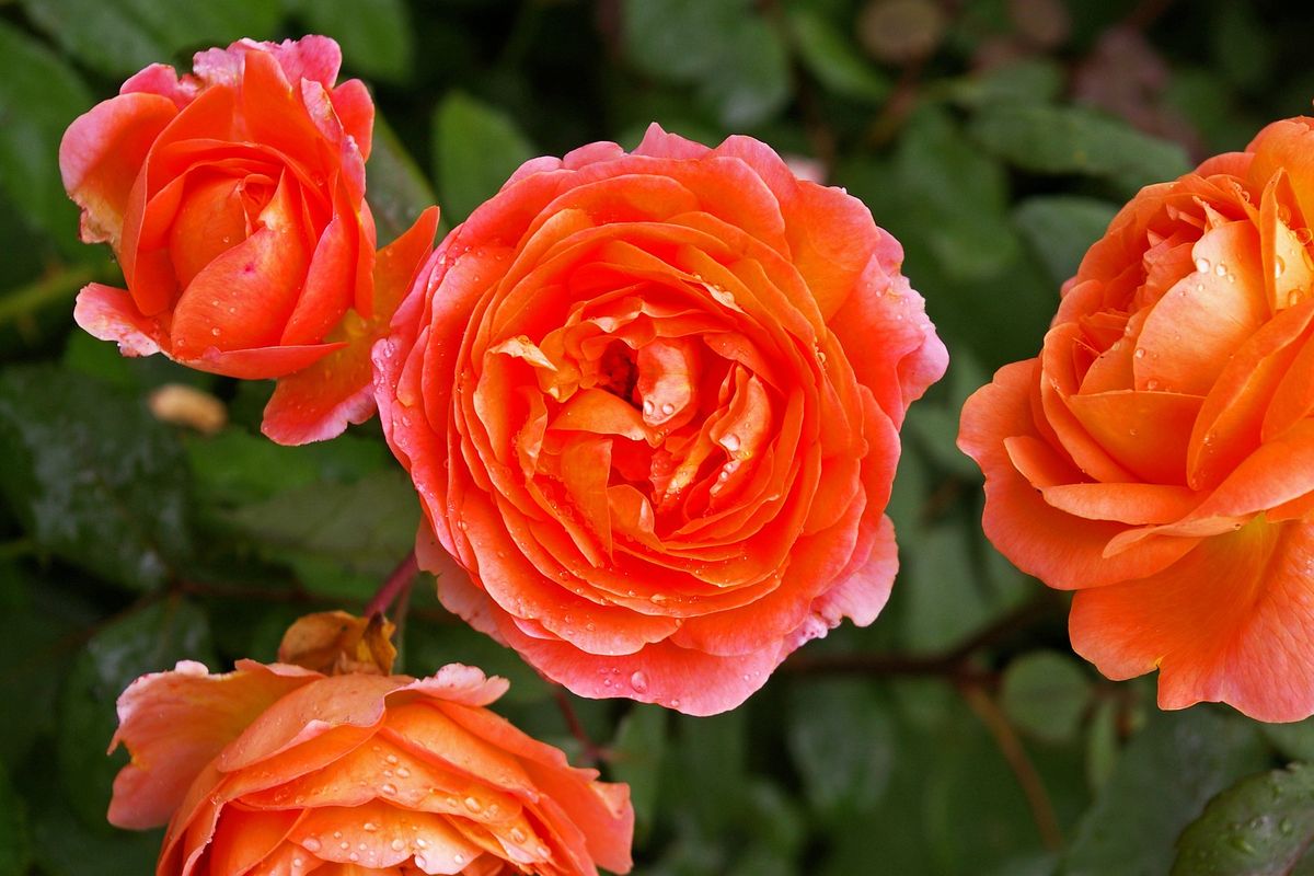 Ilustrasi bunga mawar oranye.