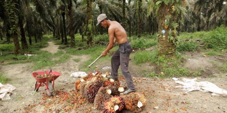 Ilustrasi perkebunan kelapa sawit