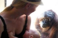 Orangutan Ini Kagum Melihat Seorang Ibu Menyusui Bayi