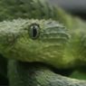 Digigit Ular Beludak Afrika Tanpa Penawar, Ini Gejala yang Bisa Dialami Petugas San Diego Zoo