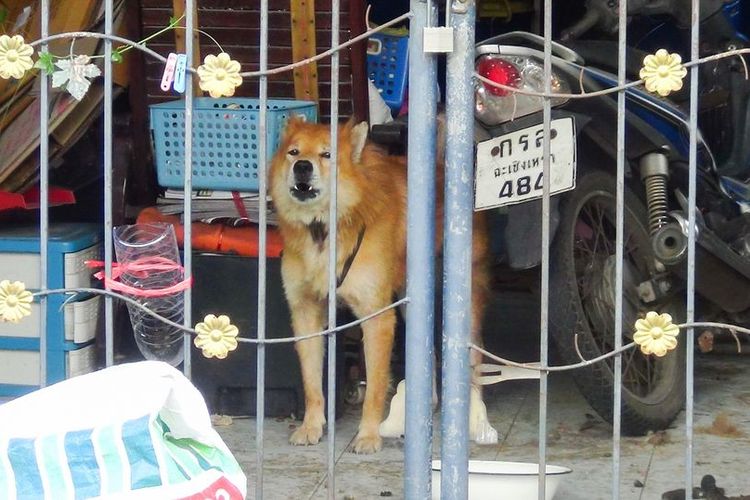 Seekor anjing cokelat di Provinsi Chachoengsao, Thailand, yang menjadi pemberitaan karena setia menunggu pemiliknya yang diketahui meninggal karena Covid-19.