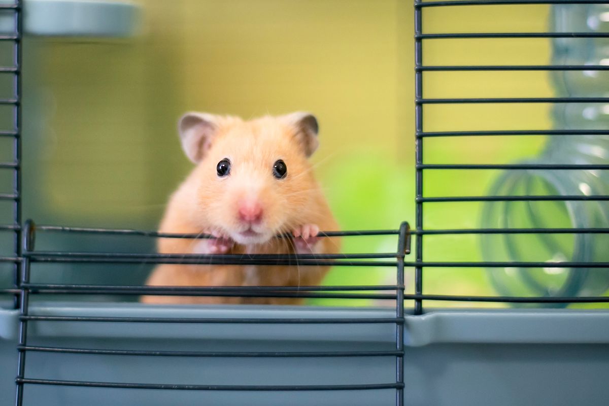 Ilustrasi hamster Syrian.