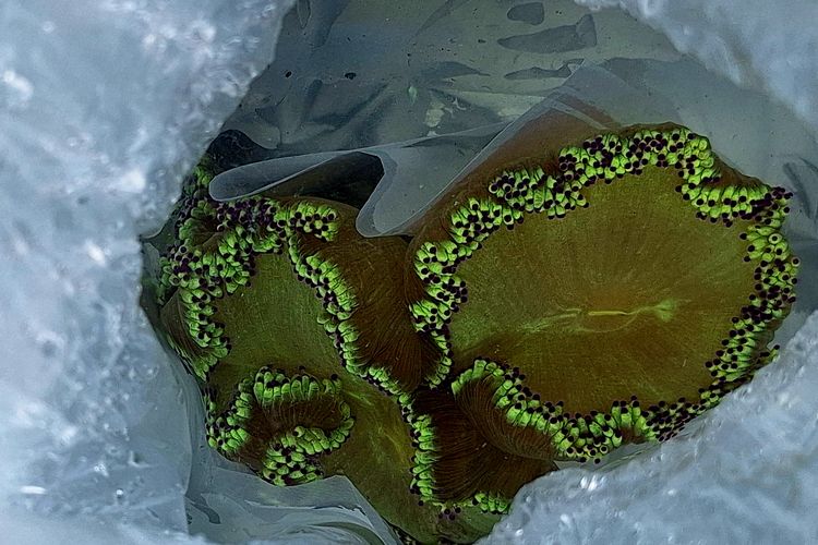 Pada kegiatan monitoring di Pulau Bulu Poloe, tim SDC juga mencoba menanam karang jenis lain, Montipora, dan beberapa karang hias. Langkah ini diharapkan dapat membuat biodiversitas meningkat dan ekosistem lebih seimbang.