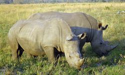 Jual-Beli Cula Badak dan Taring Harimau, WN China Terancam 10 Tahun Penjara