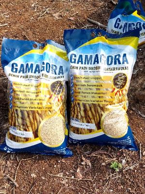 Benih padi varietas Gamagora 7 yang diciptakan Universitas Gadjah Mada (UGM) merupakan varietas padi unggul inbrida dengan potensi produksi Gamagora 7 mencapai 9,8 ton per ha. 
