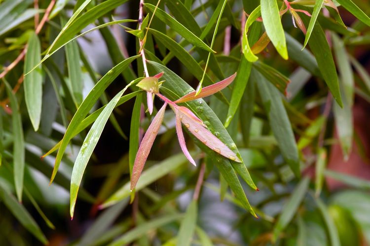 Ilustrasi daun kayu putih (Melaleuca cajuputi)