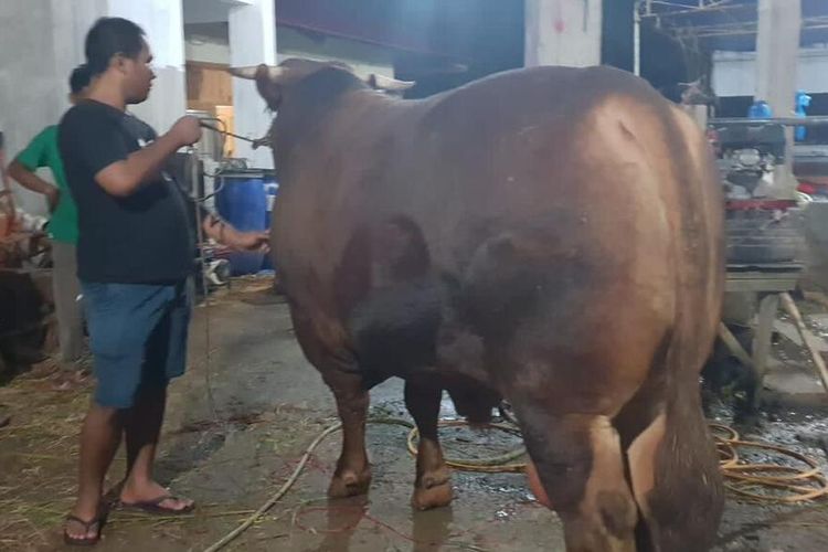 Pranowo Subianto berkurban sapi seberat 1,2 ton di Padang, Kamis (29/6/2023)