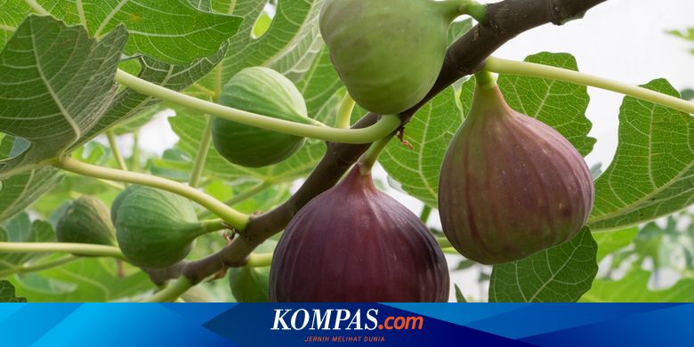 Berita Harian Buah Ara Terbaru Hari Ini - Kompas.com
