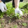 3 Cara Menyingkirkan Gulma dari Kebun dengan Bahan Alami
