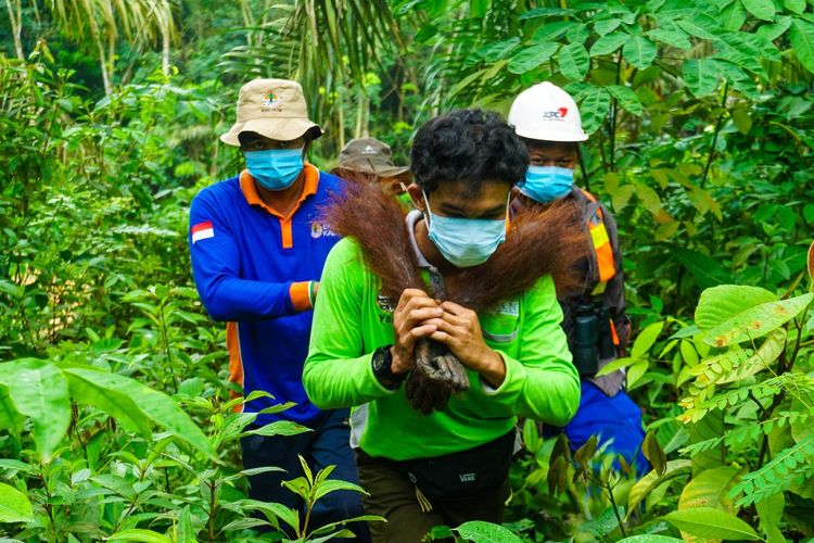 Upaya Baru Lindungi Orangutan Morio, Areal Preservasi 101.000 Hektare Diusulkan di Kutai Timur