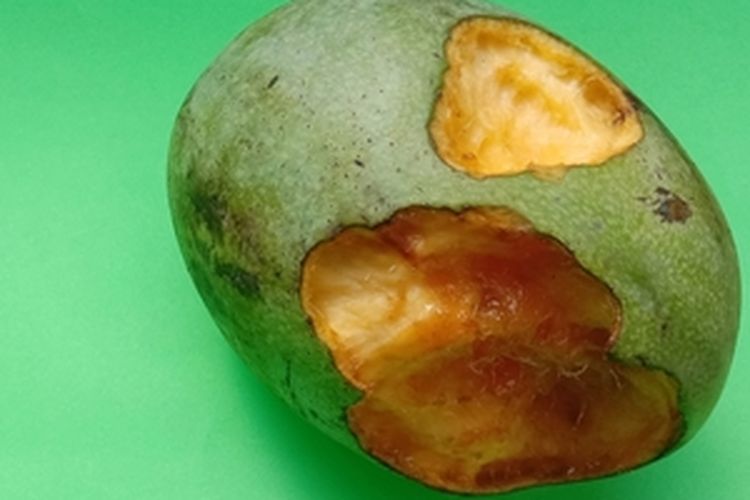 Buah mangga yang dimakan codot