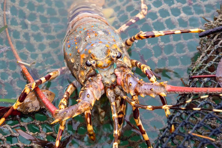 Ilustrasi lobster, budidaya lobster. 