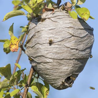 Ilustrasi sarang lebah di taman rumah
