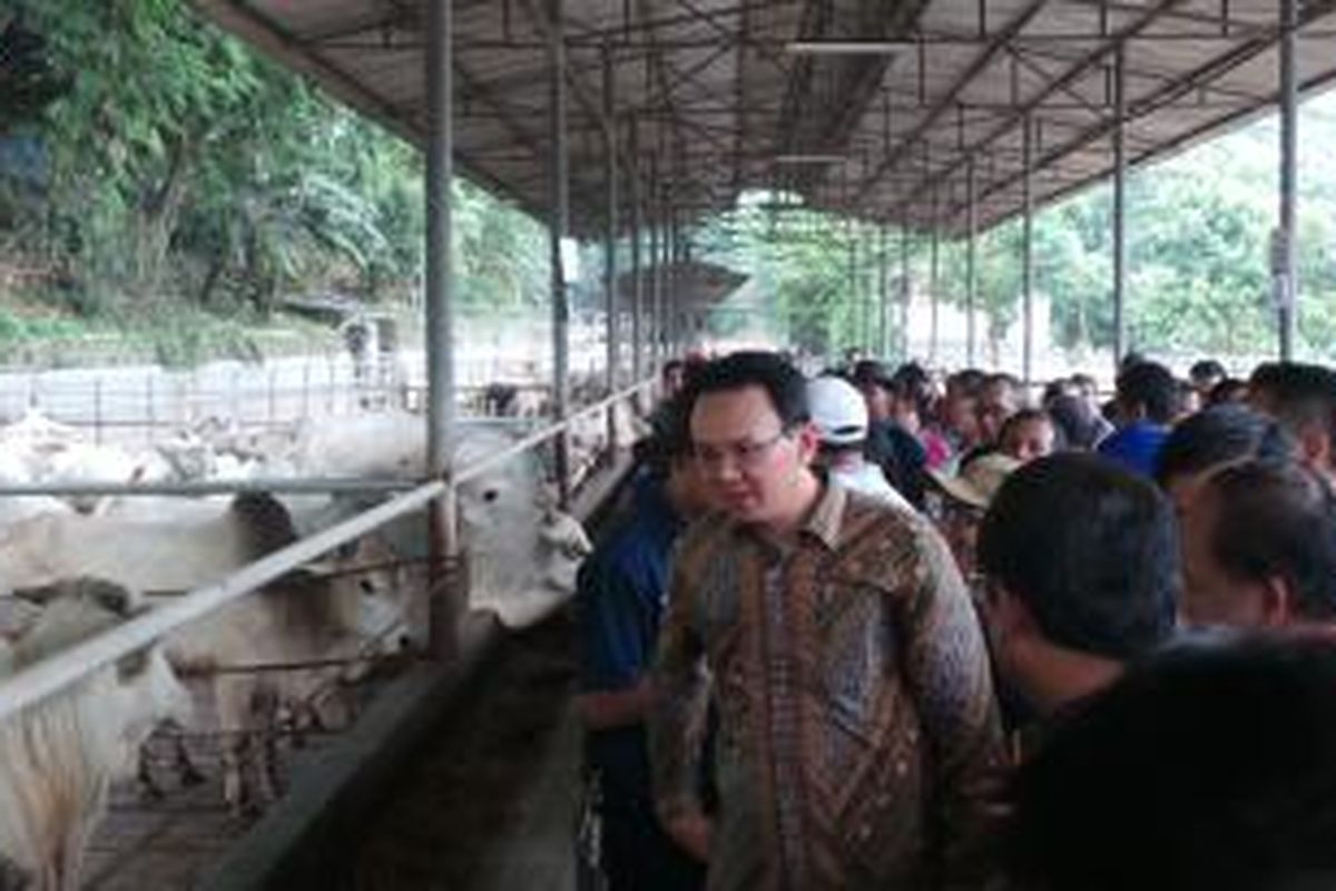 Gubernur DKI Jakarta Basuki Tjahaja Purnama melihat-lihat sapi di PT Karya Anugerah Rumpin (KAR), Kabupaten Bogor, Jumat (27/3/2015). 