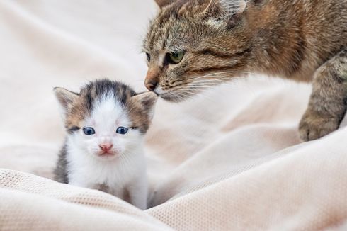 Anak Kucing Beda Golongan Darah dengan Induknya Bisa Mati Mendadak