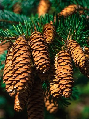 Pinus merupakan salah satu contoh tumbuhan spermatophyta.