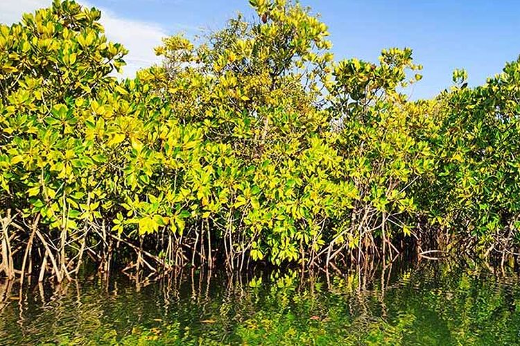 Ilustrasi mangrove.