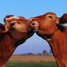 Tidak Hanya Manusia, Sapi Pun Alami Puber Saat Tumbuh Dewasa
