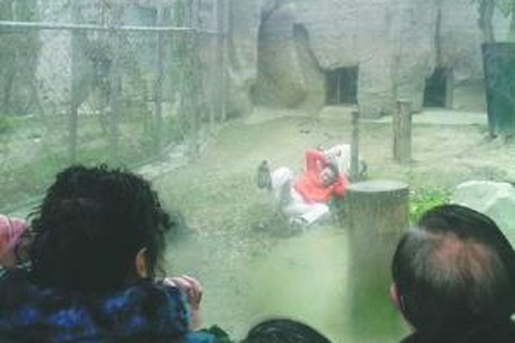 Sejumlah saksi mata merasa ngeri saat menyaksikan seorang pria diseret seekor harimau Bengala di Kabun Binatang di Chengdu, China, Minggu (16/2/2014).
